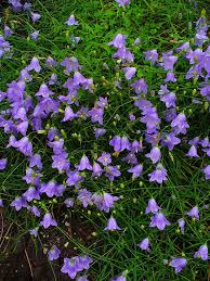 Attēlu rezultāti vaicājumam “Campanula rotundifolia”