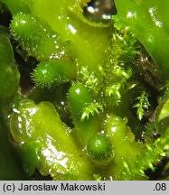 Attēlu rezultāti vaicājumam “Aneura pinguis”