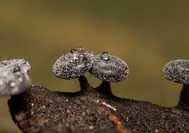 Attēlu rezultāti vaicājumam “Didymium clavus”