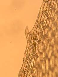 Attēlu rezultāti vaicājumam “Splachnum ampullaceum sporophyte”