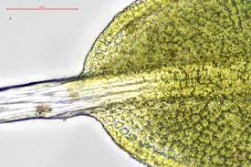 Attēlu rezultāti vaicājumam “Tortula muralis sporophyte”