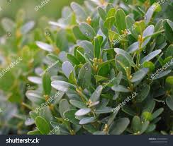 Attēlu rezultāti vaicājumam “Buxus sempervirens flower”