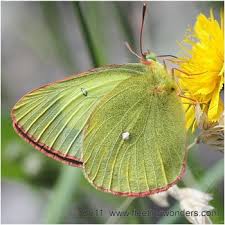 Attēlu rezultāti vaicājumam “Colias palaeno male”