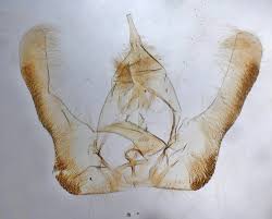 Attēlu rezultāti vaicājumam “Epinotia sordidana”