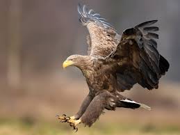 Image result for Haliaeetus albicilla