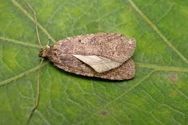 Attēlu rezultāti vaicājumam “Agonopterix ciliella”