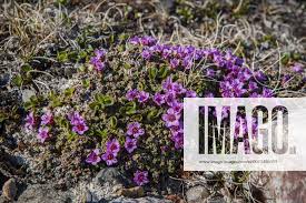 Image result for Steinbrech