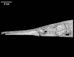 Image result for Lepisosteus osseus