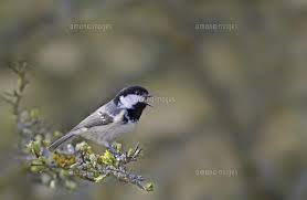 Attēlu rezultāti vaicājumam “Periparus ater adult”