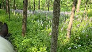 Image result for Patchett`s Green Riding Club