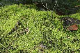 Attēlu rezultāti vaicājumam “Leptodictyum riparium”