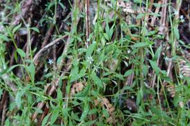 Attēlu rezultāti vaicājumam “Stellaria uliginosa”