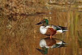 Attēlu rezultāti vaicājumam “Anas clypeata male”