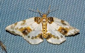 Attēlu rezultāti vaicājumam “Abraxas sylvata imago”