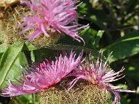 Image result for Centaurea pseudophrygia