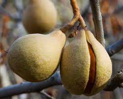 Attēlu rezultāti vaicājumam “Lycogala asperum sessile”