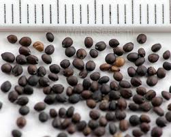 Attēlu rezultāti vaicājumam “Salvia nemorosa fruit”