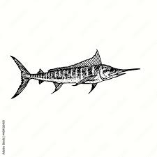 Image result for Makaira nigricans