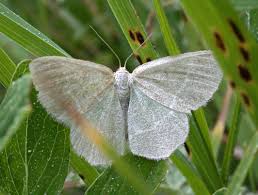 Attēlu rezultāti vaicājumam “Chlorissa viridata”