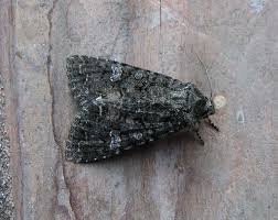 Attēlu rezultāti vaicājumam “Mamestra brassicae”