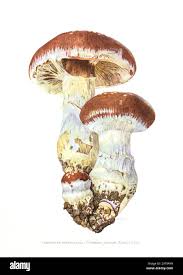 Attēlu rezultāti vaicājumam “Cortinarius praestans”