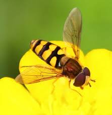 Attēlu rezultāti vaicājumam “Diplolepis eglanteriae”