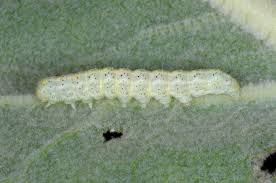 Attēlu rezultāti vaicājumam “Cucullia lucifuga larva”