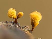 Attēlu rezultāti vaicājumam “Hemitrichia decipiens”