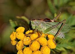 Attēlu rezultāti vaicājumam “Tettigonia cantans”