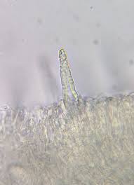 Attēlu rezultāti vaicājumam “Neocudoniella albiceps”