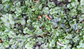 Attēlu rezultāti vaicājumam “Marchantia polymorpha”