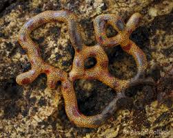 Attēlu rezultāti vaicājumam “Willkommlangea reticulata young”