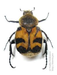 Attēlu rezultāti vaicājumam “Trichius fasciatus”