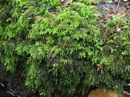 Attēlu rezultāti vaicājumam “Thamnobryum alopecurum”