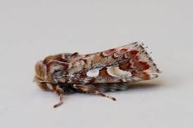 Attēlu rezultāti vaicājumam “Panolis flammea”