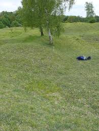 Attēlu rezultāti vaicājumam “Carex ericetorum”