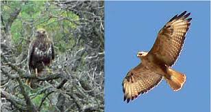 Attēlu rezultāti vaicājumam “Buteo buteo adult”