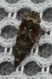 Attēlu rezultāti vaicājumam “Aphrophora nymph”