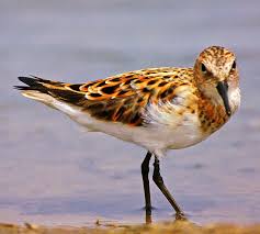 Attēlu rezultāti vaicājumam “Calidris minuta”