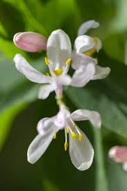 Attēlu rezultāti vaicājumam “Lonicera tatarica bud”