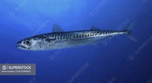 Image result for Scomber scombrus