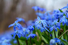 Attēlu rezultāti vaicājumam “Scilla siberica flower”