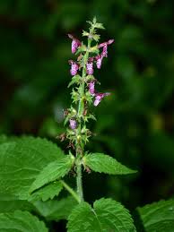 Attēlu rezultāti vaicājumam “Stachys sylvatica”