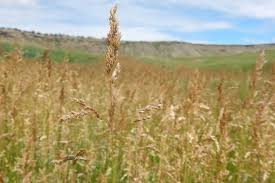 Attēlu rezultāti vaicājumam “Poa pratensis”