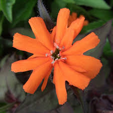 Attēlu rezultāti vaicājumam “Silene x arkwrightii Vesuvius flower”