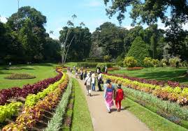 Image result for шри ланка королевский ботанический сад