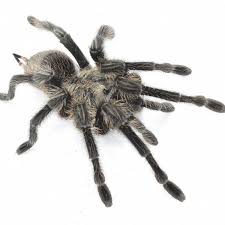 Znalezione obrazy dla zapytania Grammostola grossa