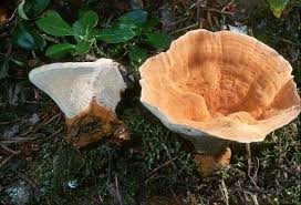 Attēlu rezultāti vaicājumam “Onnia tomentosa”