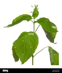 Attēlu rezultāti vaicājumam “Circaea lutetiana leaf”