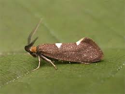 Attēlu rezultāti vaicājumam “Incurvaria oehlmanniella”